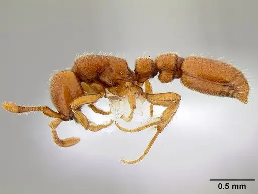 Ooceraea australis specimen