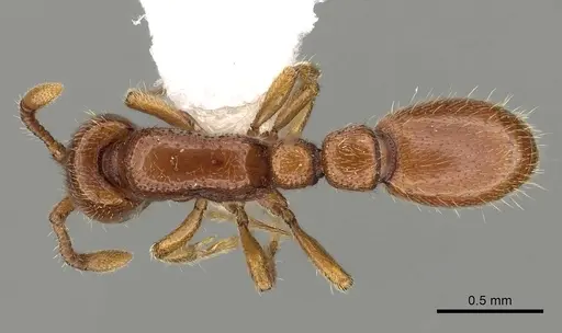 Ooceraea australis - CASENT0249322