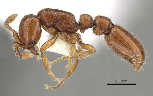 Ooceraea australis - CASENT0249322