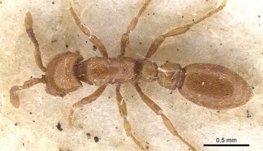 Ooceraea australis - CASENT0902745