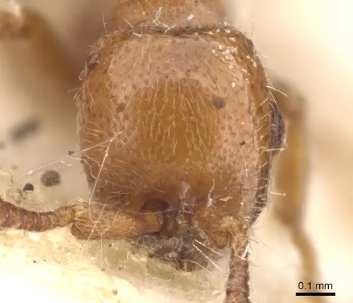 Ooceraea australis - CASENT0902745