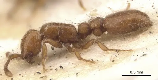 Ooceraea australis - CASENT0902745