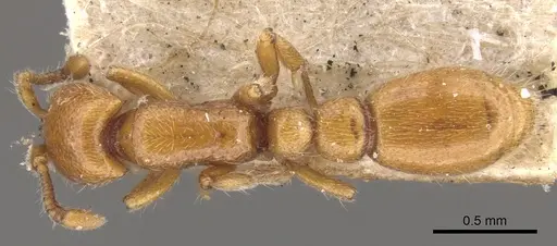 Ooceraea australis - CASENT0902746