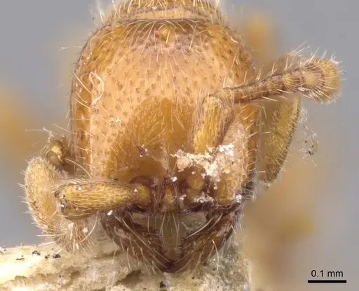 Ooceraea australis - CASENT0902746