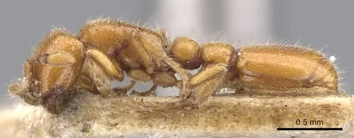 Ooceraea australis - CASENT0902746