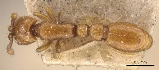 Ooceraea australis - CASENT0907057