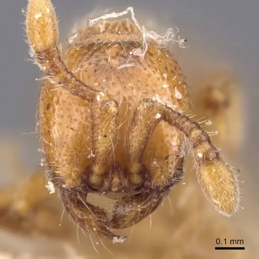 Ooceraea australis - CASENT0907057