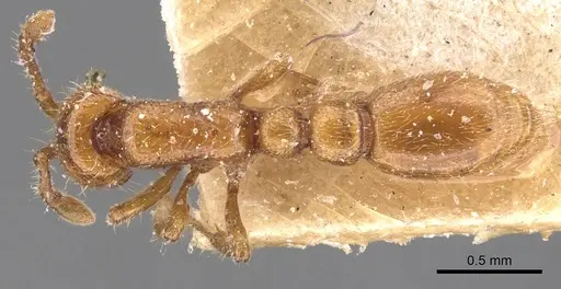 Ooceraea australis - CASENT0907058