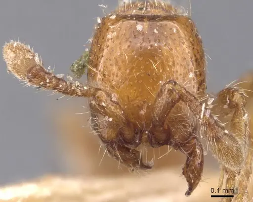 Ooceraea australis - CASENT0907058