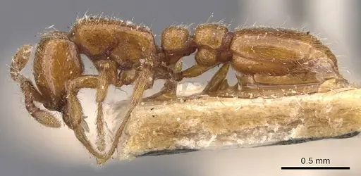 Ooceraea australis - CASENT0907058