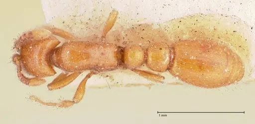 Ooceraea australis - FOCOL0803