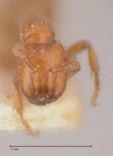 Ooceraea australis - FOCOL0803