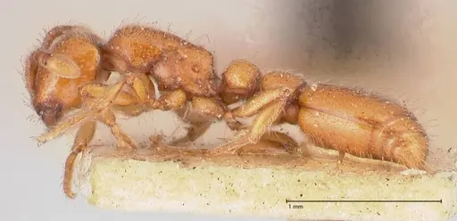 Ooceraea australis - FOCOL0803