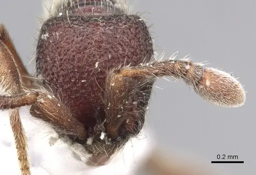 Ooceraea besucheti specimen