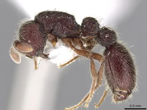 Ooceraea besucheti specimen