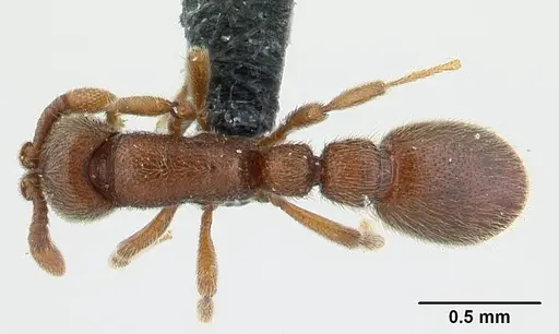 Ooceraea biroi specimen