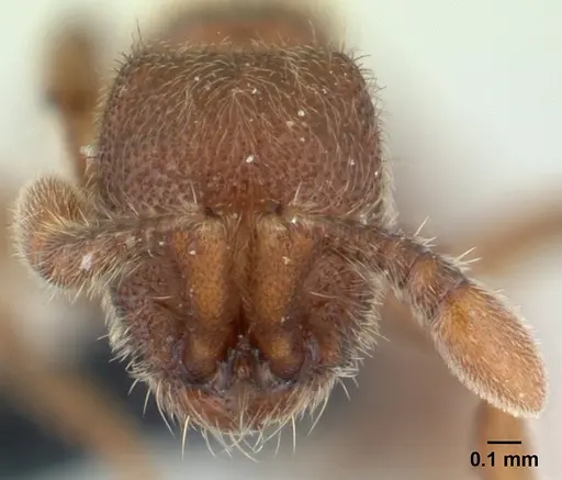 Ooceraea biroi specimen