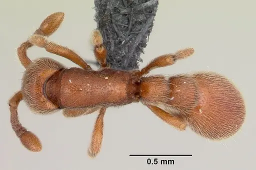 Ooceraea biroi - CASENT0059682