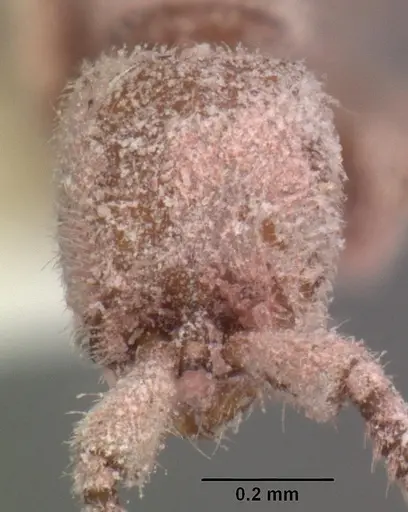 Ooceraea biroi - CASENT0102253