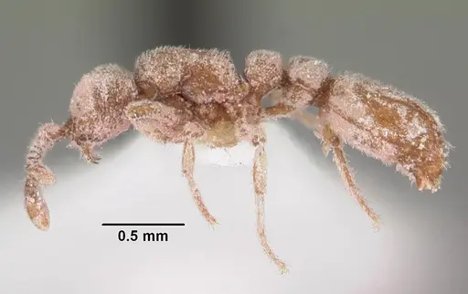 Ooceraea biroi - CASENT0102253