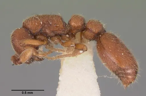 Ooceraea biroi - CASENT0102254