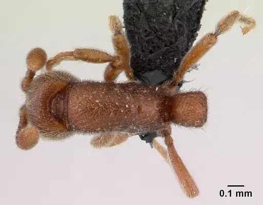 Ooceraea biroi - CASENT0132569