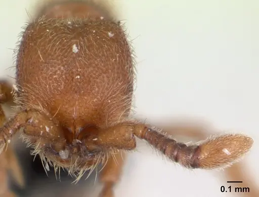 Ooceraea biroi - CASENT0133141