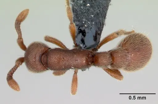 Ooceraea biroi - CASENT0135345