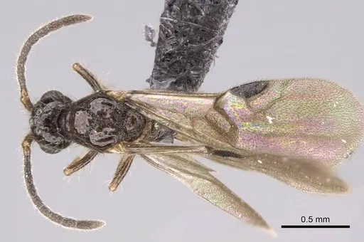 Ooceraea biroi - CASENT0160795