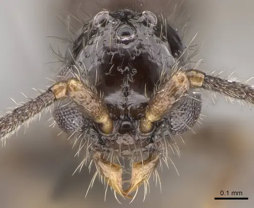 Ooceraea biroi - CASENT0160795