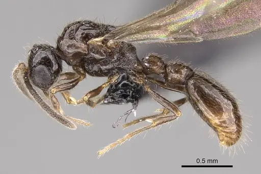 Ooceraea biroi - CASENT0160795