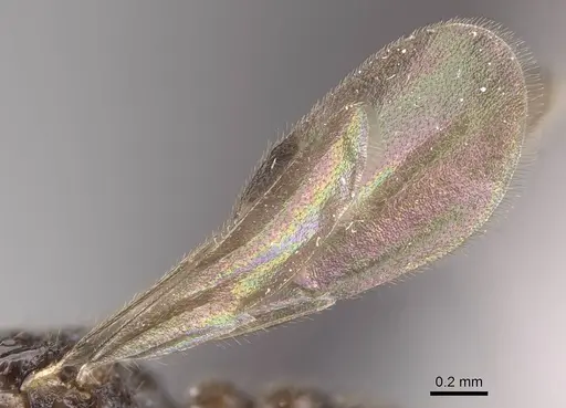 Ooceraea biroi - CASENT0160795