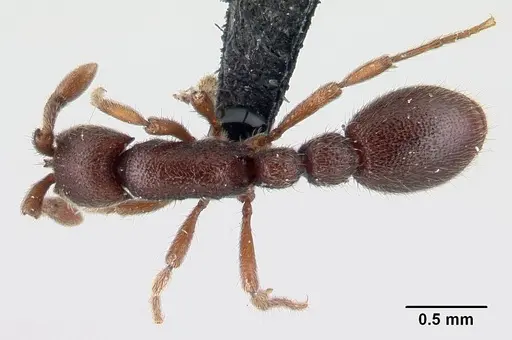 Ooceraea biroi - CASENT0161671