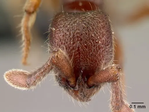 Ooceraea biroi - CASENT0161671