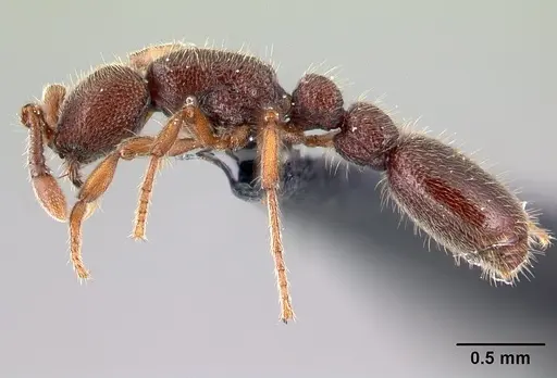 Ooceraea biroi - CASENT0161671