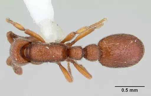 Ooceraea biroi - CASENT0178457