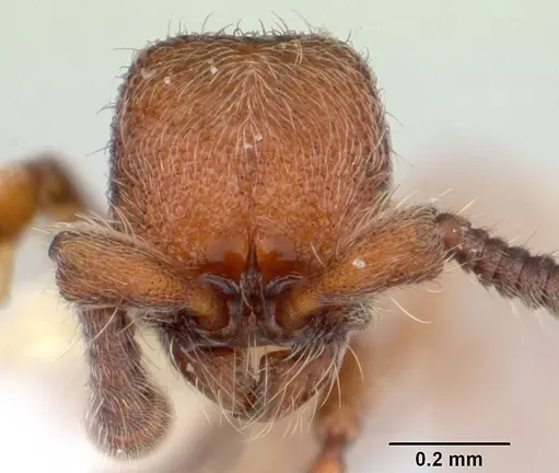 Ooceraea biroi - CASENT0178457