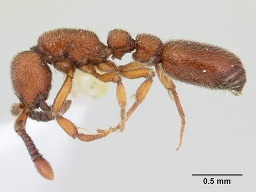 Ooceraea biroi - CASENT0178457