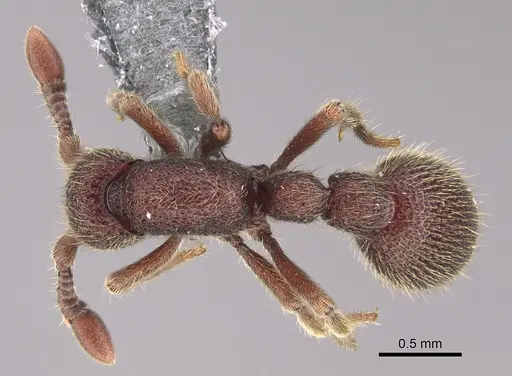 Ooceraea biroi - CASENT0746015