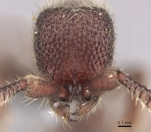 Ooceraea biroi - CASENT0746015