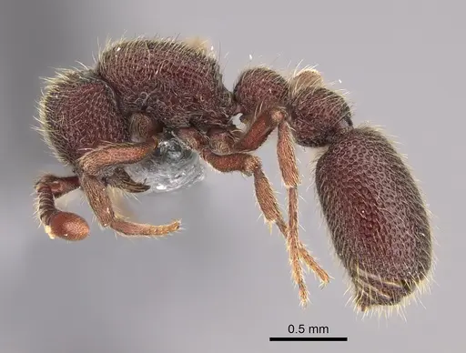 Ooceraea biroi - CASENT0746015