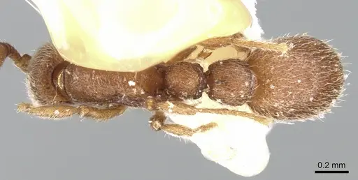 Ooceraea biroi - CASENT0906352