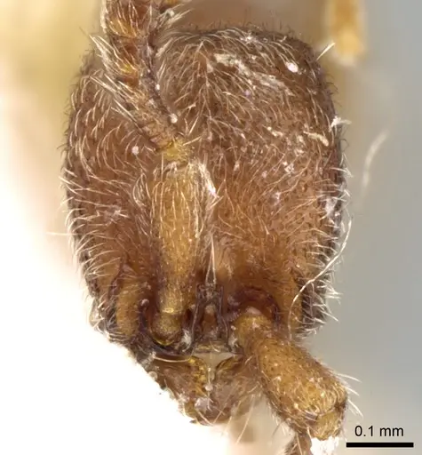 Ooceraea biroi - CASENT0906352