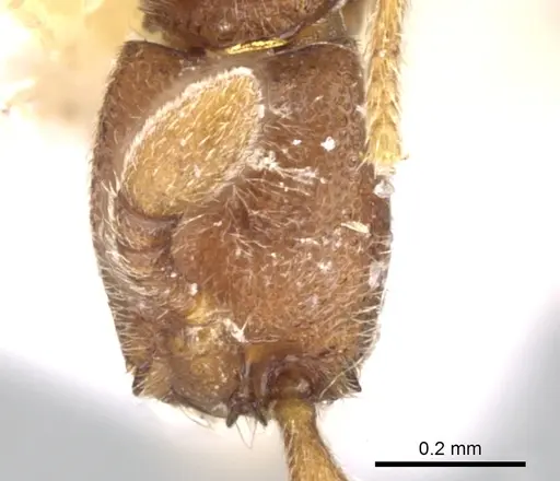 Ooceraea biroi - CASENT0906352