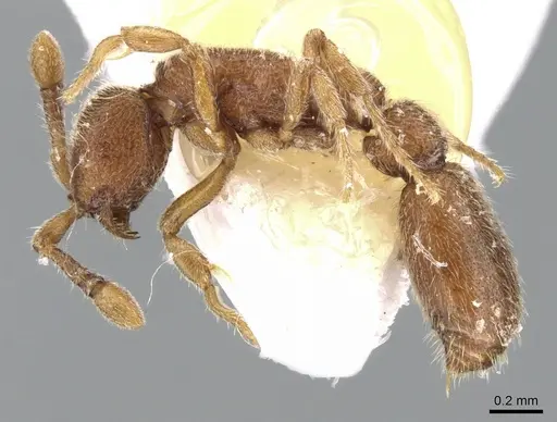 Ooceraea biroi - CASENT0906352