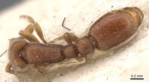 Ooceraea biroi - CASENT0907059