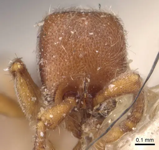 Ooceraea biroi - CASENT0907059