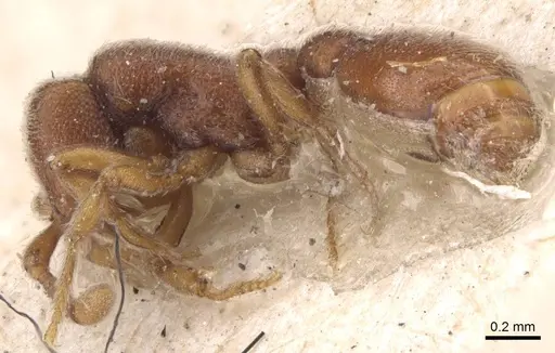 Ooceraea biroi - CASENT0907059