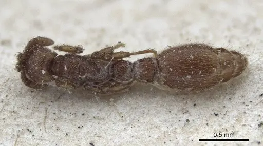 Ooceraea biroi - CASENT0916710