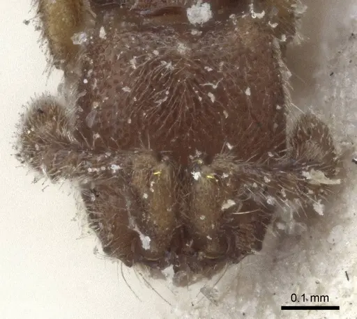 Ooceraea biroi - CASENT0916710